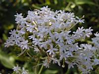 Valeriane, Centranthus ruber (en Corse) (1) (Photo F. Mrugala)